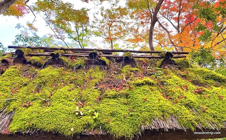 How to get to Kyoto's Gion-ji Temple, where moss and autumn leaves are beautiful [Maple Moss Temple]