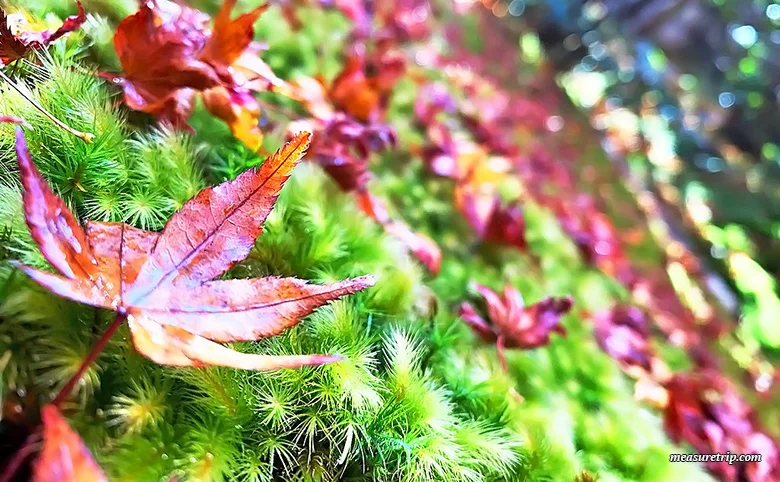 How to get to Kyoto's Gion-ji Temple, where moss and autumn leaves are beautiful [Maple Moss Temple]