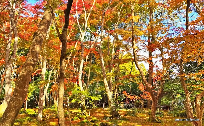 How to get to Kyoto's Gion-ji Temple, where moss and autumn leaves are beautiful [Maple Moss Temple]