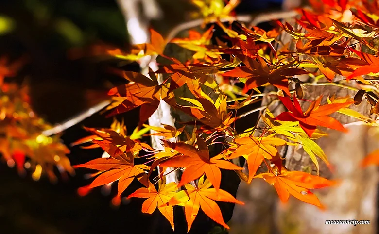 Hogon-in Temple Autumn Special Visit [Autumn Foliage Illumination] Guide [Kyoto Tourism]