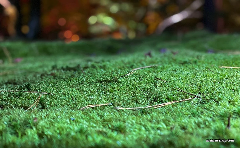 Hogon-in Temple Autumn Special Visit [Autumn Foliage Illumination] Guide [Kyoto Tourism]